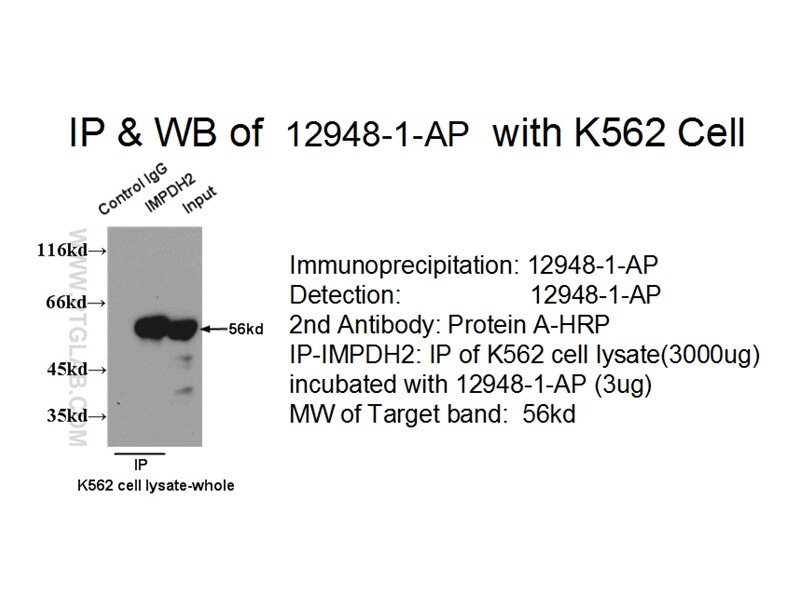 IMPDH2 IP 12948-1-AP IMPDH2 Antibody IMPD2; IMPDH-II
