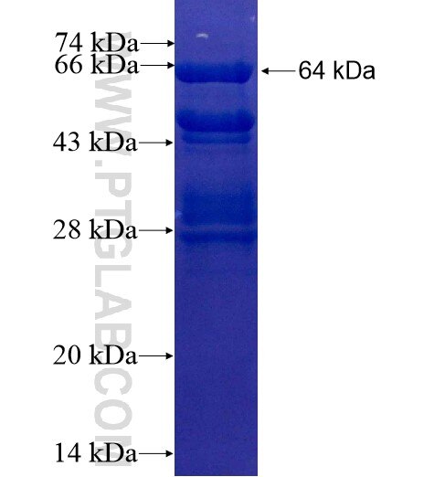 IRS1 fusion protein ag11714 SDS-PAGE