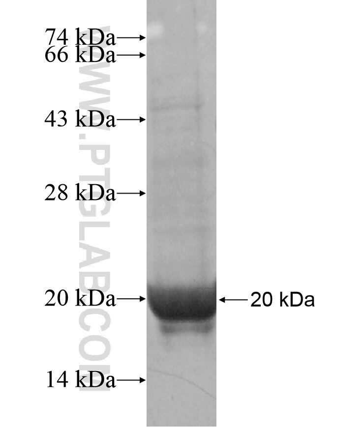 ISCA1 fusion protein ag17101 SDS-PAGE