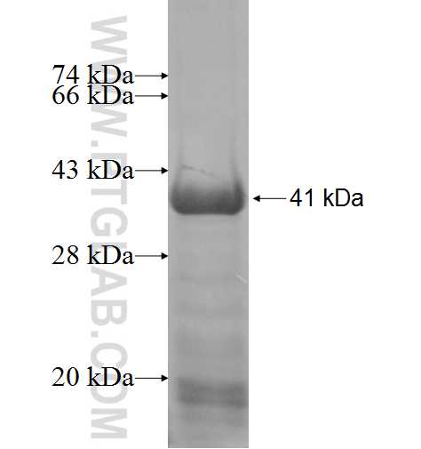 IYD fusion protein ag9939 SDS-PAGE