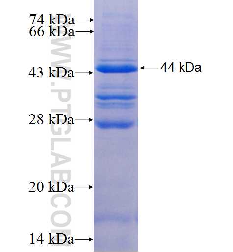 JAK3 fusion protein ag5773 SDS-PAGE