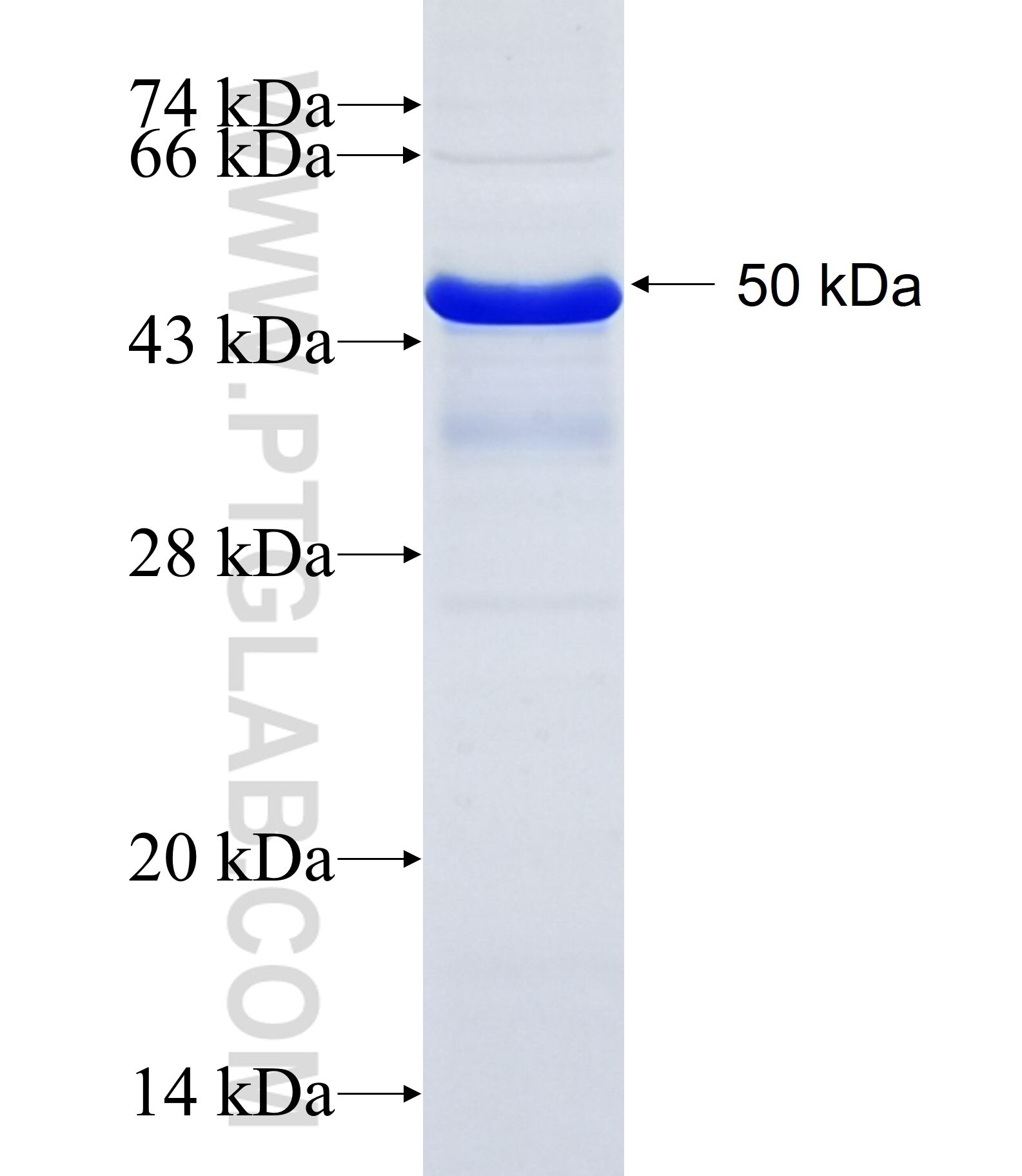 JIP1 fusion protein ag7404 SDS-PAGE