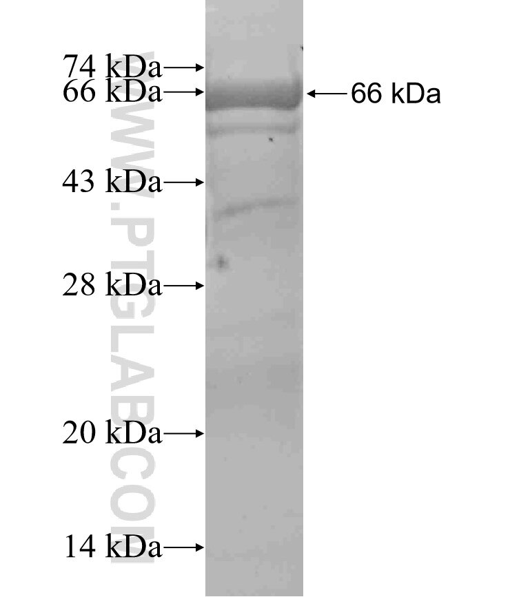 JNK fusion protein ag1639 SDS-PAGE
