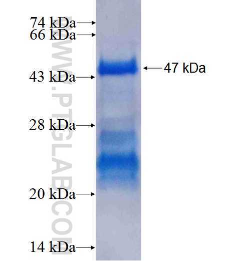 JUNB fusion protein ag0752 SDS-PAGE