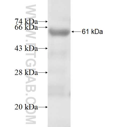 KCNA3 fusion protein ag5204 SDS-PAGE