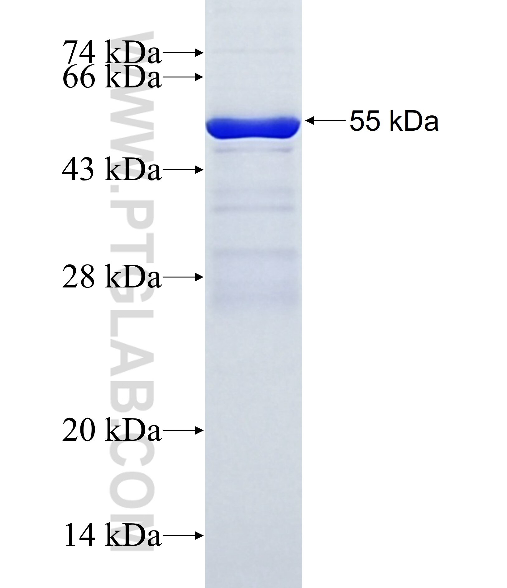 KCND2 fusion protein ag15879 SDS-PAGE