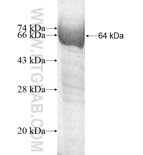 KCNH5 fusion protein ag12312 SDS-PAGE