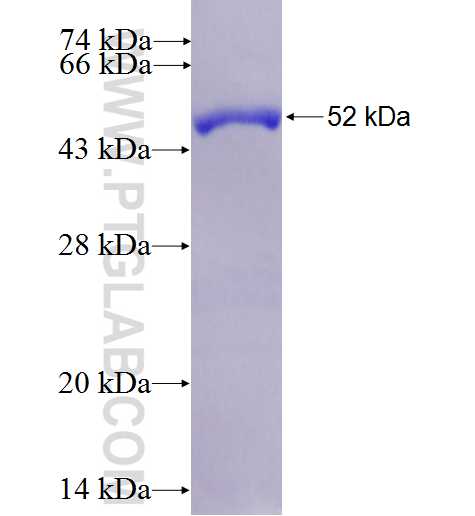 KCNIP4 fusion protein ag4688 SDS-PAGE
