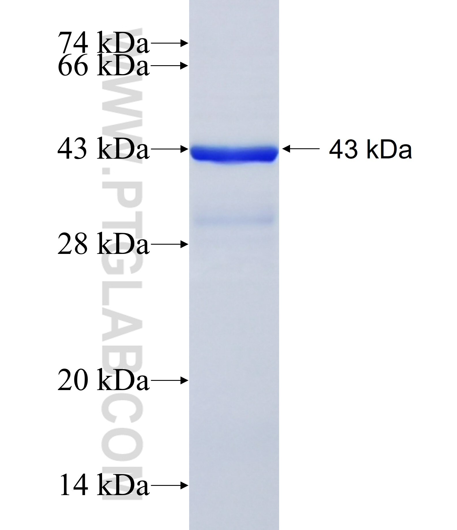 KCNMB4 fusion protein ag5618 SDS-PAGE