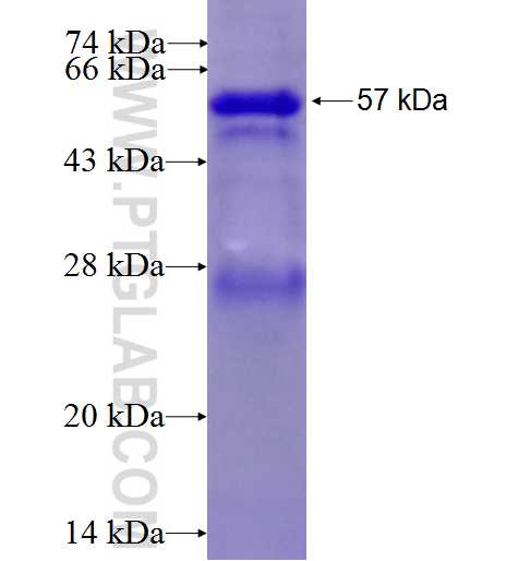 KCNS3 fusion protein ag0137 SDS-PAGE