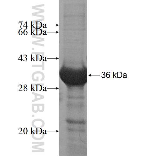 KCTD13 fusion protein ag3835 SDS-PAGE
