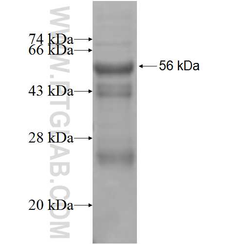 KDSR fusion protein ag8176 SDS-PAGE