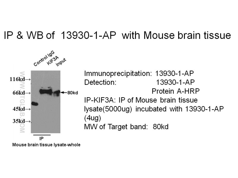 KIF3A IP 13930-1-AP KIF3A Antibody 