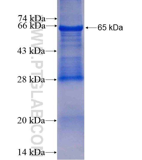 KPTN fusion protein ag8785 SDS-PAGE