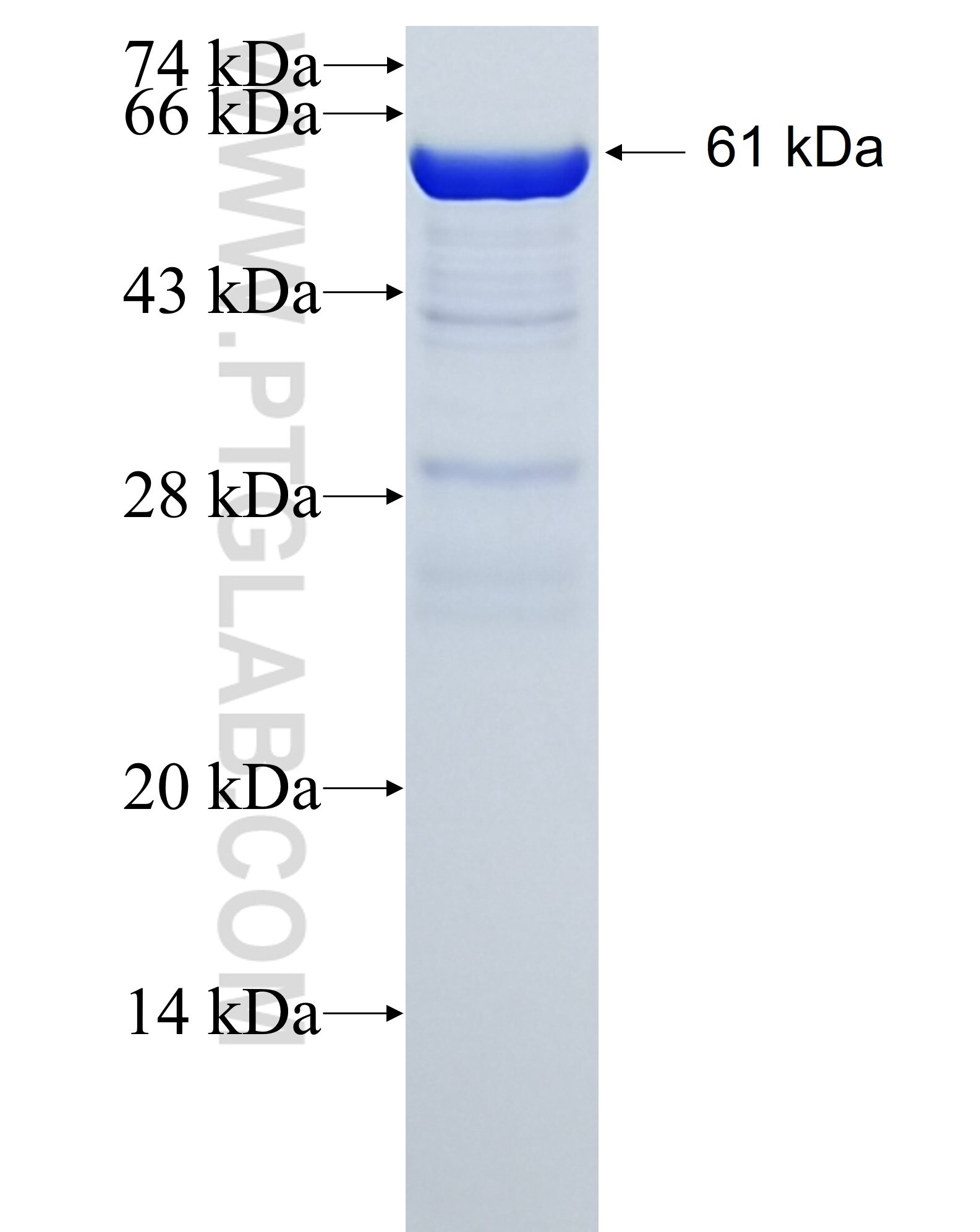 KRT19 fusion protein ag6830 SDS-PAGE