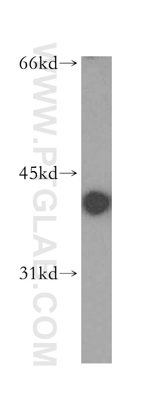 KRT19-specific western blot WB 16858-1-AP KRT19-specific Antibody CK19; K19; K1CS; MGC15366
