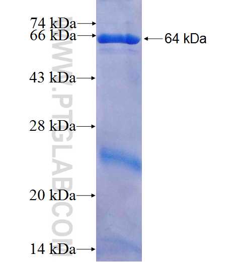 KRT7 fusion protein ag7895 SDS-PAGE