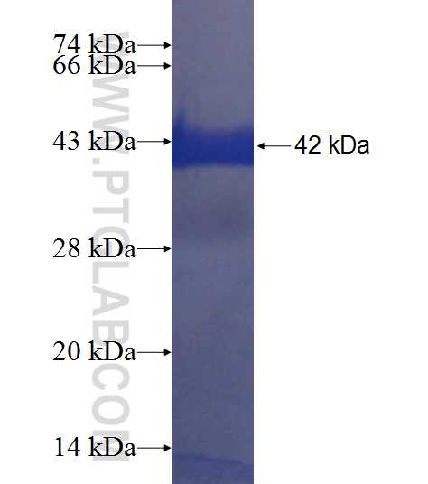 LAG3 fusion protein ag9661 SDS-PAGE