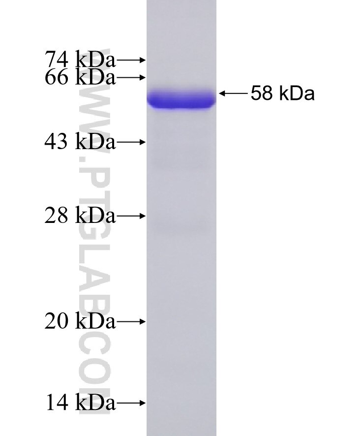 LETM1 fusion protein ag8851 SDS-PAGE