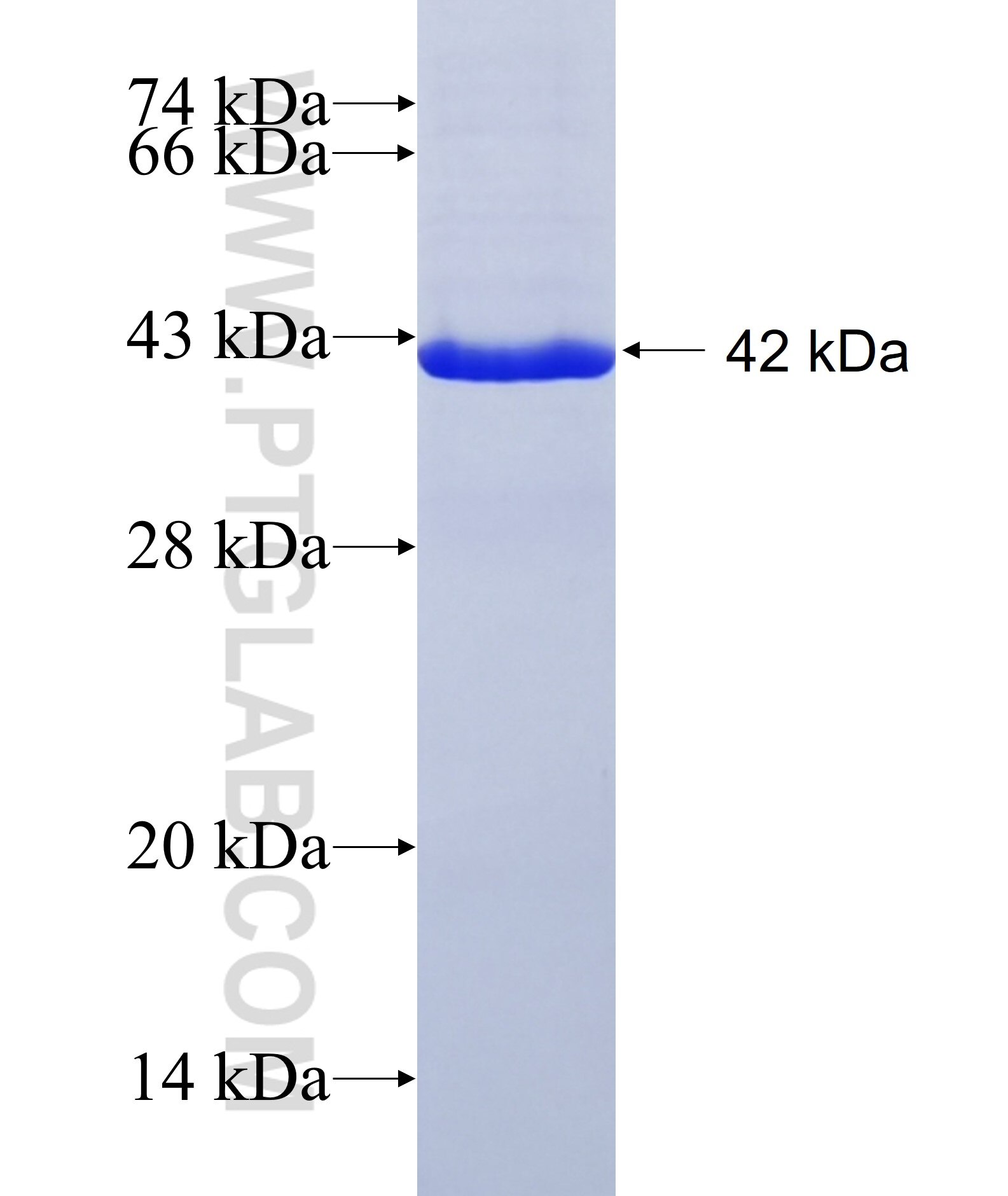 LGALS14 fusion protein ag9757 SDS-PAGE