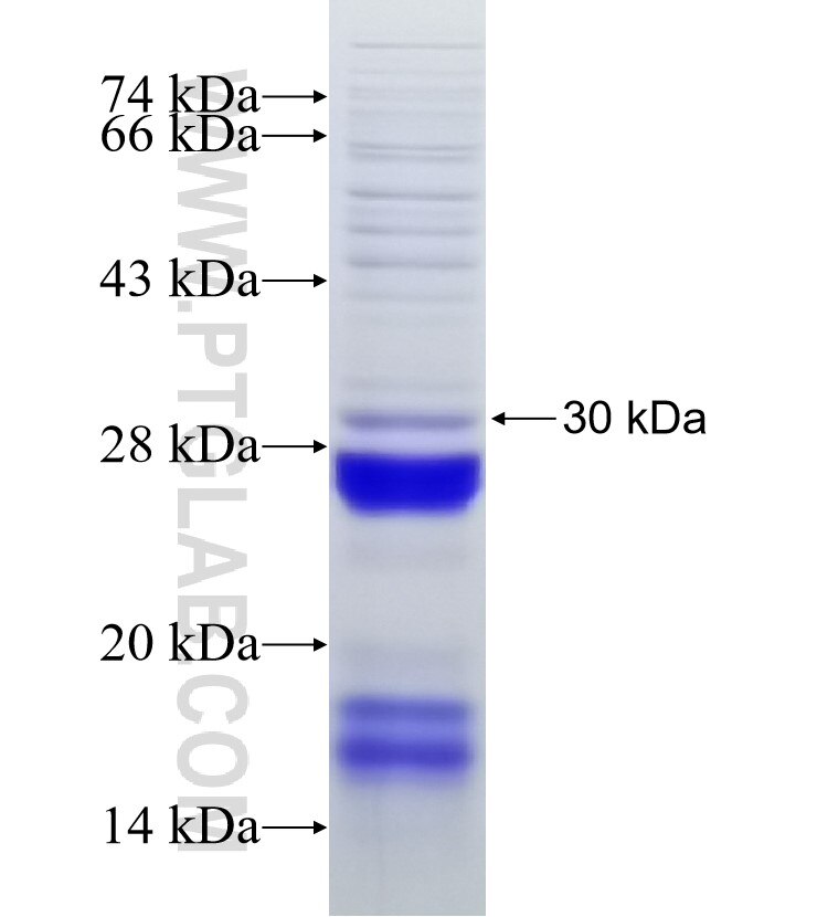 LIPI fusion protein ag19024 SDS-PAGE