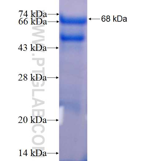 LMAN1 fusion protein ag4183 SDS-PAGE