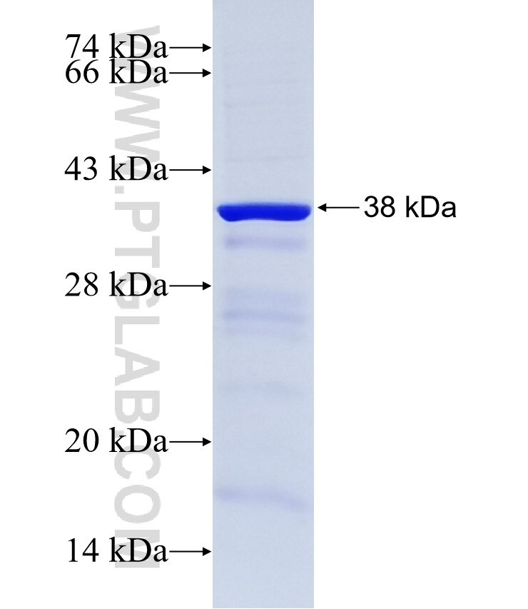 LSR fusion protein ag12961 SDS-PAGE