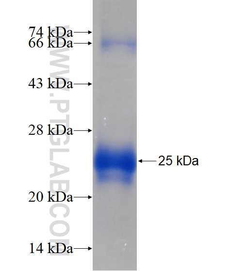 LYZL1 fusion protein ag11543 SDS-PAGE