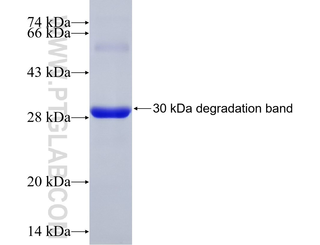 M6PR fusion protein ag10259 SDS-PAGE