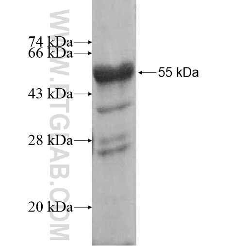 M6PR fusion protein ag10267 SDS-PAGE