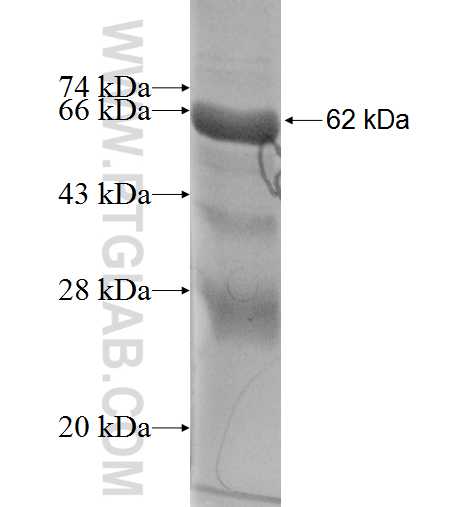 MAK fusion protein ag4571 SDS-PAGE