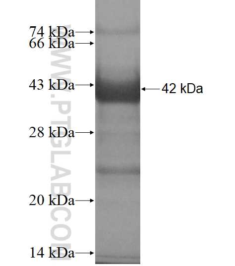 MAPK10 fusion protein ag11806 SDS-PAGE