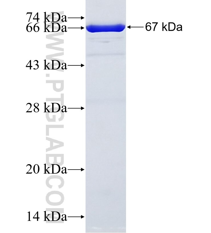 MAPK11 fusion protein ag11184 SDS-PAGE