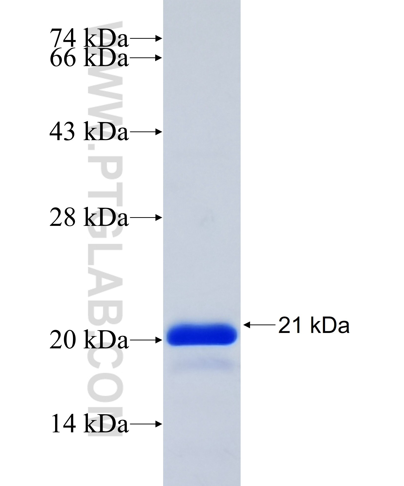 MAPK12 fusion protein ag14274 SDS-PAGE