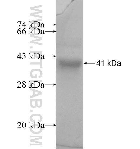 MAPK9 fusion protein ag11126 SDS-PAGE
