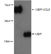 lane1: MBP-NOL6 64kd; lane2 MBP 42kd were subjected to SDS PAGE followed by western blot with 15089-1-AP(MBP-Tag Antibody) at dilution of 1:3000 MBP-Tag western blot WB 15089-1-AP MBP-Tag Antibody