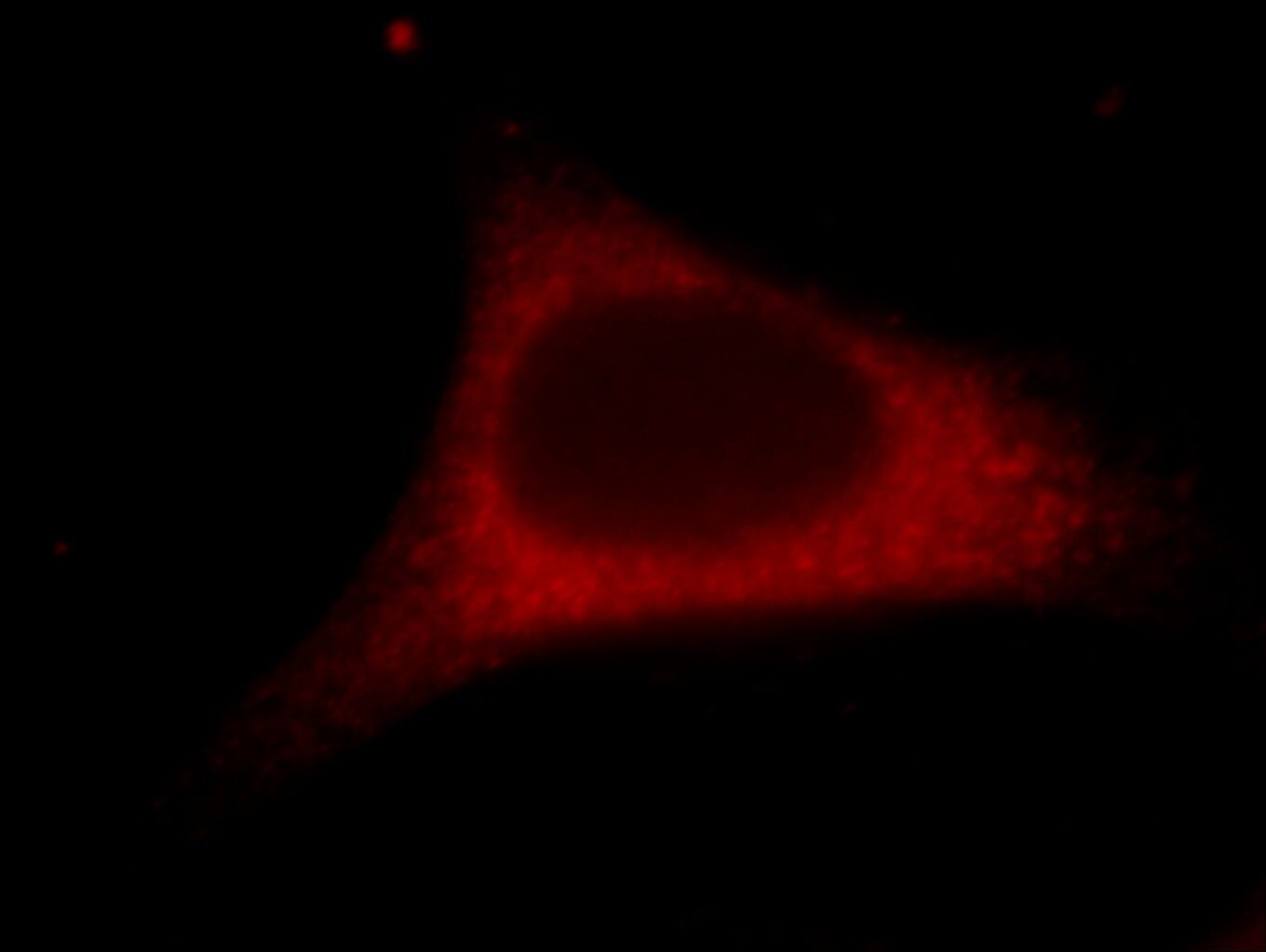 Immunofluorescent analysis of Hela cells, using MCL1 antibody 66026-1-lg at 1:25 dilution and Rhodamine-labeled goat anti-mouse IgG (red). MCL1 Immunofluorescence IF 66026-1-Ig MCL1 Antibody BCL2L3; EAT; MCL1L; MCL1S; MGC104264; MGC1839; Mcl-1; TM