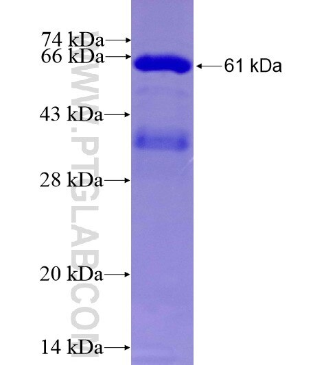 MCL1 fusion protein ag10397 SDS-PAGE