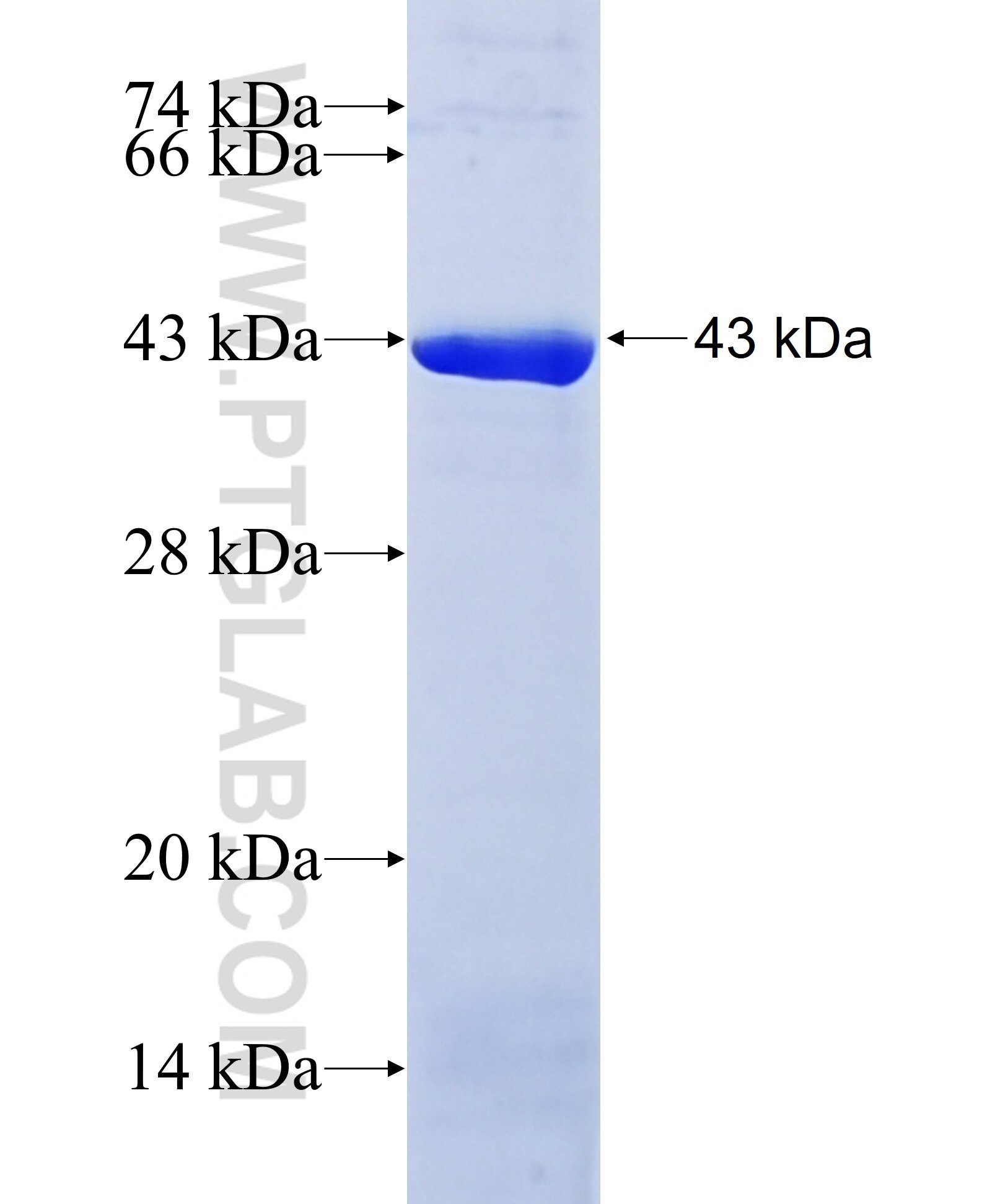 MCL1 fusion protein ag10609 SDS-PAGE