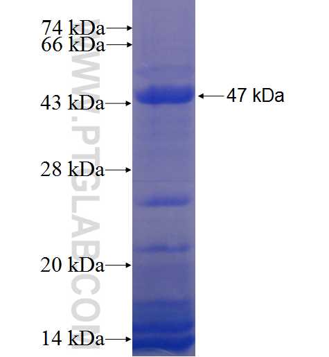 MCL1 fusion protein ag9900 SDS-PAGE