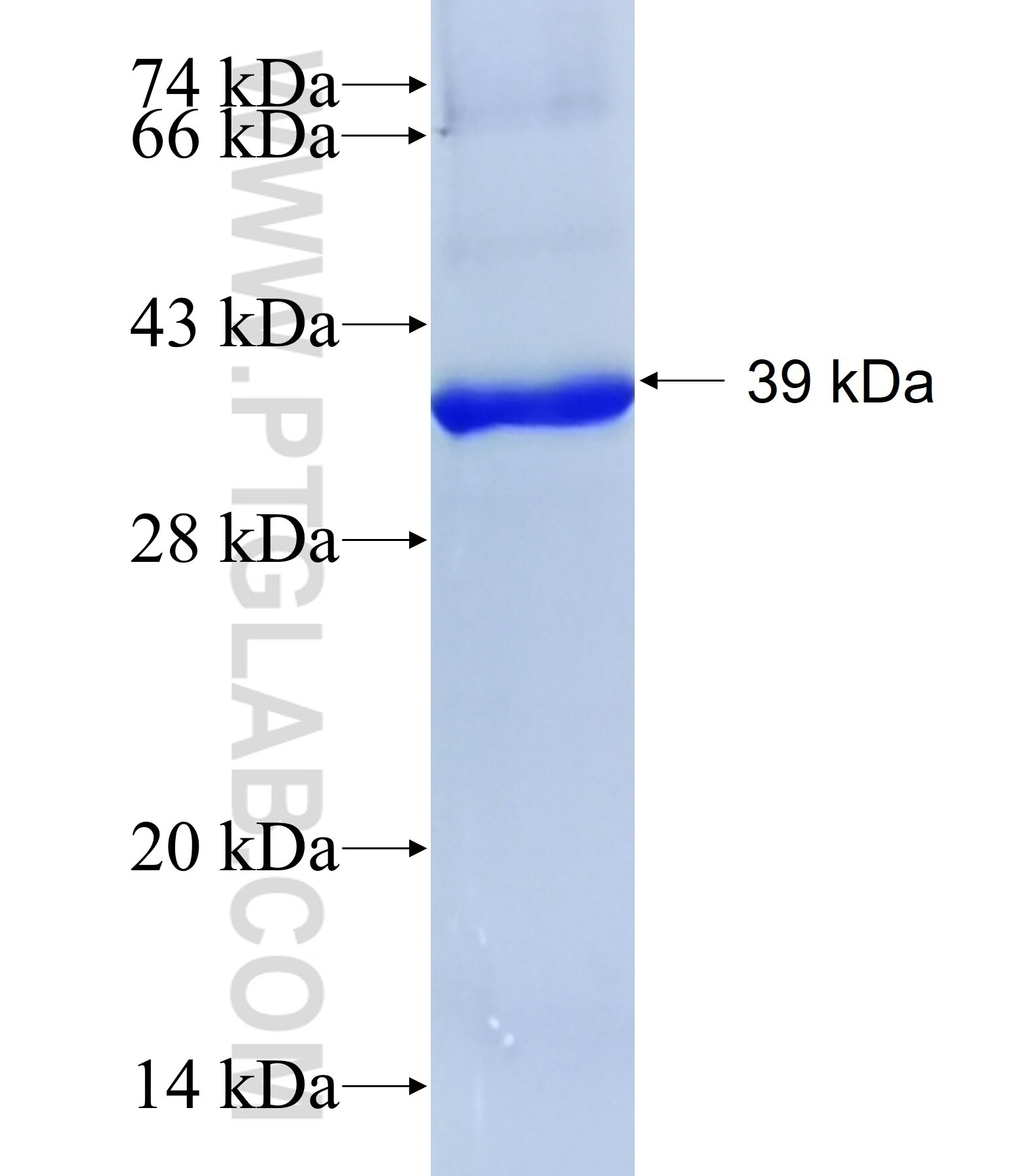MCM3 fusion protein ag8122 SDS-PAGE