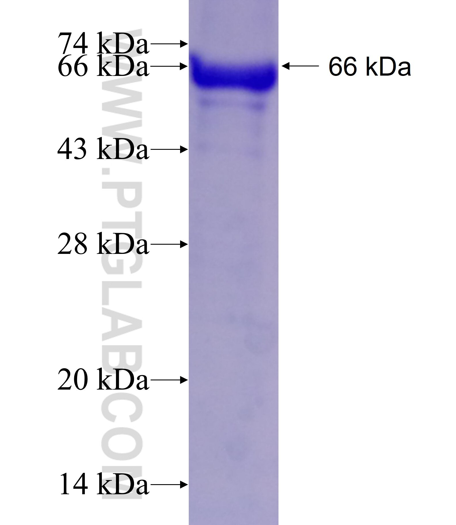 MCM6 fusion protein ag4180 SDS-PAGE