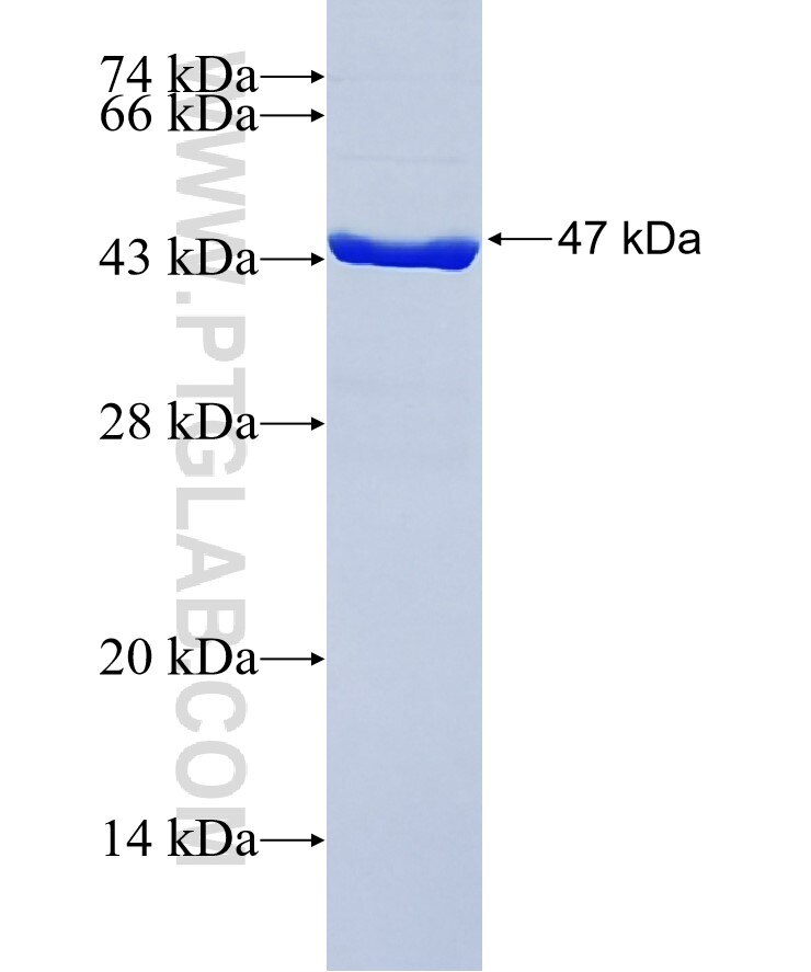 MCTS1 fusion protein ag6968 SDS-PAGE