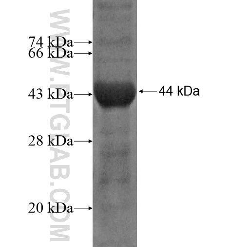 MED14 fusion protein ag12030 SDS-PAGE