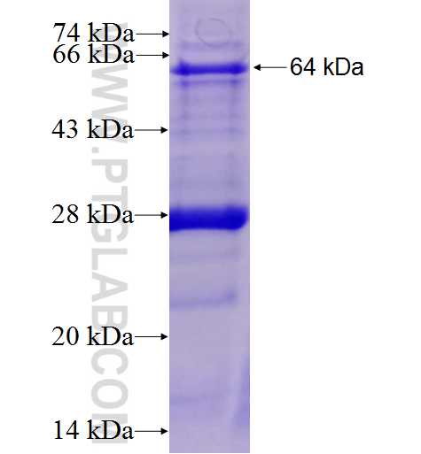 MED17 fusion protein ag2057 SDS-PAGE