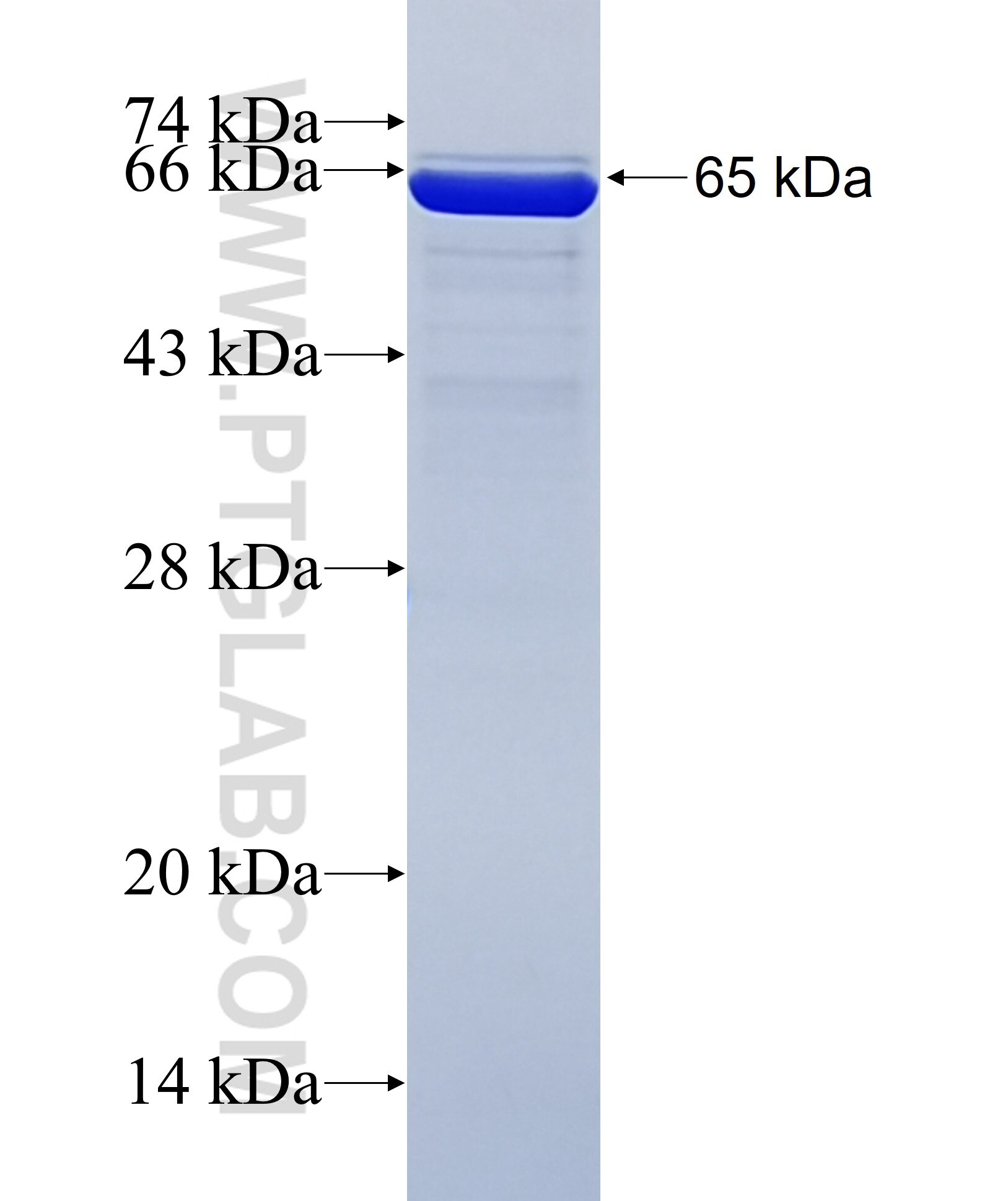 MLH1 fusion protein ag2319 SDS-PAGE