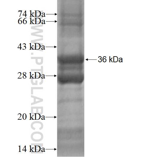 MLLT11 fusion protein ag2699 SDS-PAGE