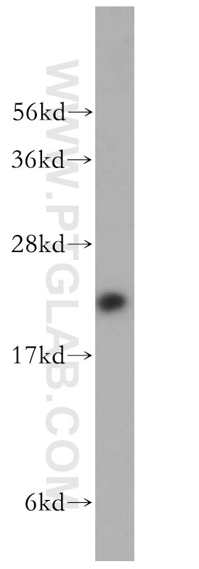 MOCS2 western blot WB 14416-1-AP MOCS2 Antibody MCBPE; MOCO1; MOCS2A; MOCS2B; MPTS