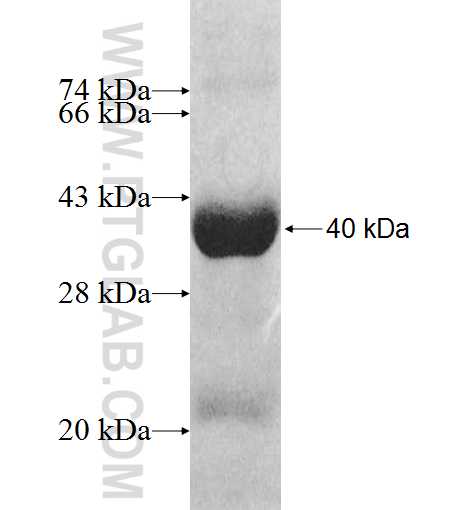 MRPL1 fusion protein ag9580 SDS-PAGE