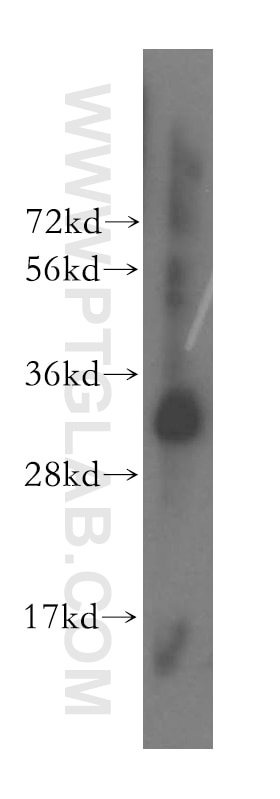 MRPL46 western blot WB 16611-1-AP MRPL46 Antibody C15orf4; LIECG2; MGC22762; P2ECSL